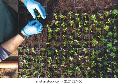 Planting a geranium stem. Top view image of female hands in gloves holding green plant in plant nursery - Powered by Shutterstock