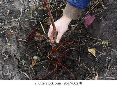 Planting a grafted apple tree in autumn. A close-up of a fruit tree roots spread in a planting hole.  - Shutterstock ID 2067408278