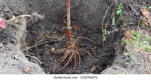 Planting a grafted fruit tree with a good root system. A close-up of a young tree with bare roots in a planting hole.  - Shutterstock ID 2139706471