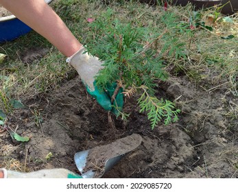 Planting a green coniferous tree. Planting of a coniferous shrub of thuja. Western thuja is an evergreen coniferous shrub.