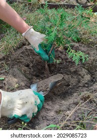 Planting a green coniferous tree. Planting of a coniferous shrub of thuja. Western thuja is an evergreen coniferous shrub.