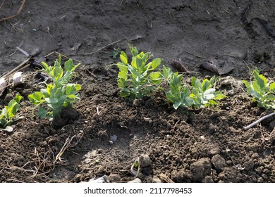 Planting Green Peas Plant In The Garden