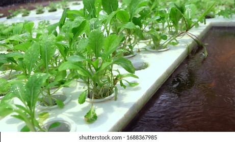 Planting green vegetables On a white foam sheet Hydroponic aquaponic organic  using water and not growing in soil Watering the plants with water droplets