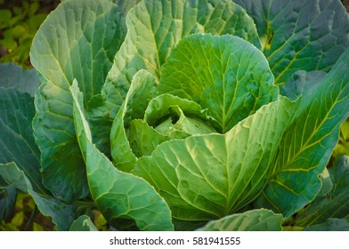 Planting, growing and harvesting cabbage