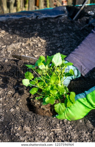 Planting Herb Garden Mint Spearmint Binomial Stock Photo Edit Now