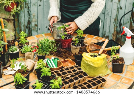 Similar – Image, Stock Photo Woman hands showing to girl young seedlings in pot