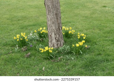 Planting idea: miniature daffodils seen growing around a tree trunk in the lawn.