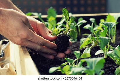 planting kohlrabi and radishes in a raised bed on a balcony - Shutterstock ID 1675046404