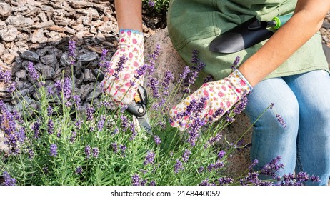 Planting Lavender Bushes In A Provencal Style Garden. Works On Landscaping In The Flower Garden. A Gardener In Gloves Prune Dead Lavender Blossoms To Prolong Flowering.