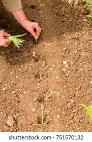 Planting Leek Seedlings - Shutterstock ID 751570132