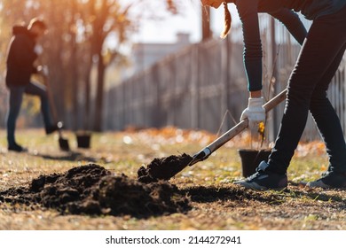 Planting New Trees With Gardening Tools Or Volunteer With Shovel Digging Ground