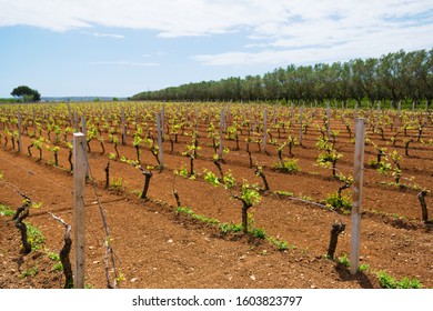 Negroamaro Images, Stock Photos & Vectors | Shutterstock