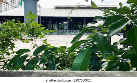 Planting With Old Architecture, Old Architecture...