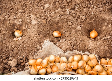planting onions. the farmer in the hands of the bulb, landing in the ground. Instructions step by step planting vegetables on the beds. - Powered by Shutterstock