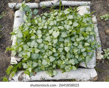 Planting of the ornamental spotted dead-nettle with young varigated leaves, cultivar of 'White Nancy', framed by birch branches in flower garden in overcast morning
