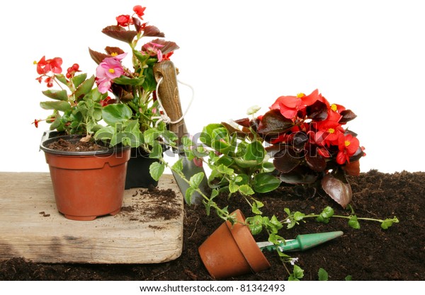 Planting Out Summer Bedding Plants Pots Stock Photo Edit Now