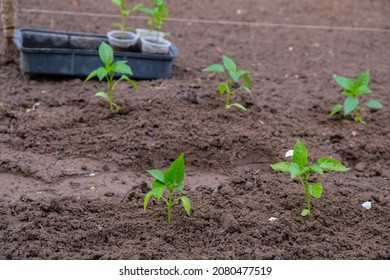 Planting pepper seedlings in moist spring soil. Young fresh sprouts in the open ground.
