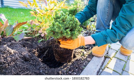 Planting  Picea Glauca Alberta Globe In The Garden. Conifers In Landscape Design. Gardening Work On Transplanting Plants With A Closed Root System. Transplantation Of Plants Purchased From The Nursery