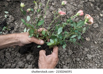 Planting Pink Roses In The Ground. Farmer's Hands Are Holding Rose Bush. Cultivating Decorative Flowers.