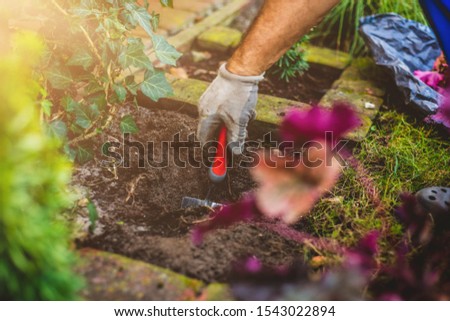 Planting plants in the garden. The concept of caring for a beautiful garden, planting new plants. The man plants a beautiful red plant, Heuchera.
