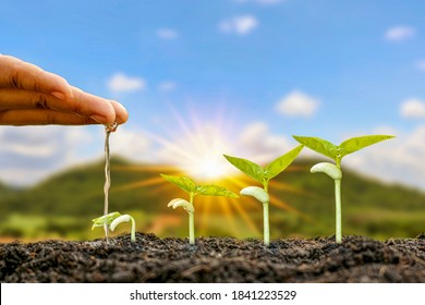 Planting plants on fertile soil and watering the plants including displaying the growth stages of plants. Farming ideas.