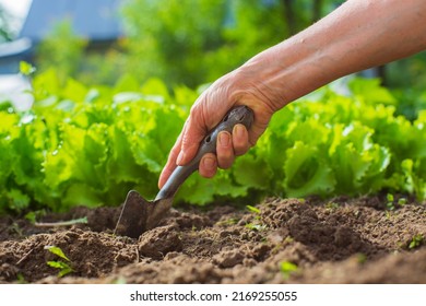 Planting plants on a vegetable bed in the garden. Cultivated land close up. Gardening concept. Agriculture plants growing in bed row. - Shutterstock ID 2169255055