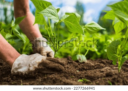 Planting plants on a vegetable bed in the garden. Cultivated land close up. Gardening concept. Agriculture plants growing in bed row.