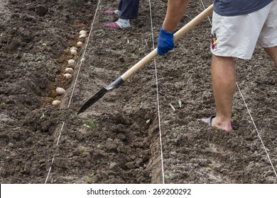 Planting potatoes - Shutterstock ID 269200292