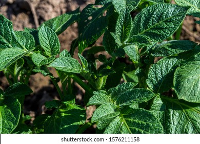 Potato Leaves Hd Stock Images Shutterstock