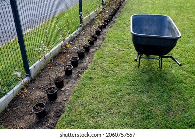 planting potted plants in a row along the fence. hornbeam seedlings on the edge of the lawn will form a hedge. the gardener lands in a row and takes him to the wheelbarrow