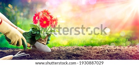 Planting A Red Daisy In Garden - Gardening Concept