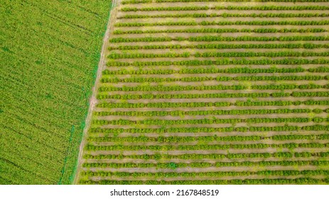 Planting Rows Of Eucalyptus And Soy Trees On A Farm In Brazil, São Paulo. Aerial View