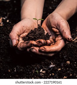 Planting Scion in Mexico, Tulum - Shutterstock ID 2227190161