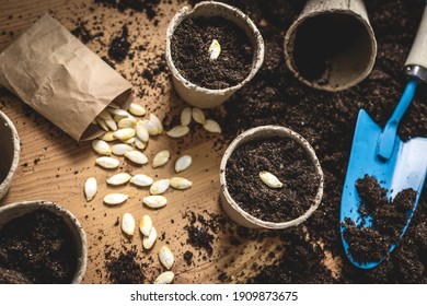 Planting Seed Into Peat Pot. Sowing Pumpkin Seeds In Soil. Agricultural Activity And Gardening At Spring. Plant Nursery