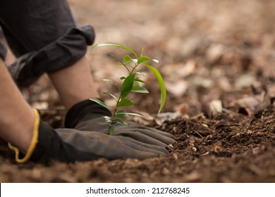 Planting A Seedling Tree