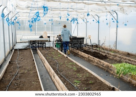 Planting seedlings in a greenhouse