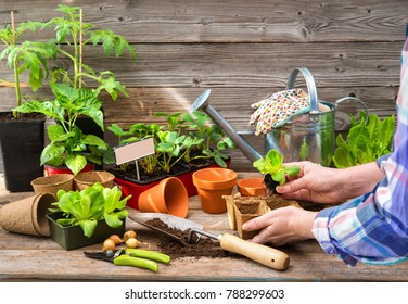 Planting Seedlings In Greenhouse In Spring