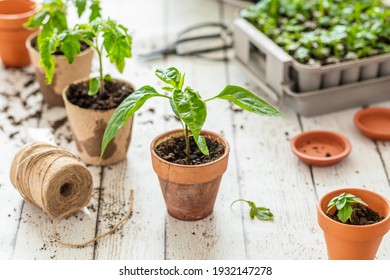 Planting seedlings indoors. Homegrown Trinidad Moruga scorpio chili plant, seedling.tomato seedling plant and small basil in the background. - Shutterstock ID 1932147278
