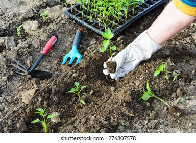 Planting Seedlings Of Pepper In The Garden