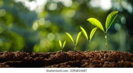 Planting seedlings young plant in the morning light on nature background  - Powered by Shutterstock