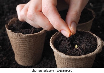 Planting seeds in the ground. Close up. - Shutterstock ID 1018868050