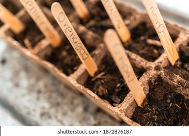 Planting seeds into peat moss pots to start an indoor vegetable garden.