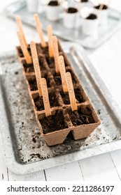 Planting Seeds Into Peat Moss Pots To Start An Indoor Vegetable Garden.