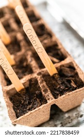 Planting Seeds Into Peat Moss Pots To Start An Indoor Vegetable Garden.