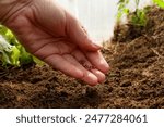 Planting seeds. Manual sowing of seeds. A woman farmer sows seeds in the ground at sunset. Business farming concept.