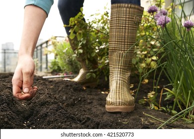 Planting Seeds In The Spring