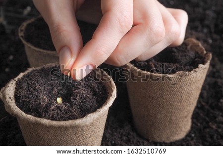 Planting seeds in the spring.The seeds in my hand against the soil. 