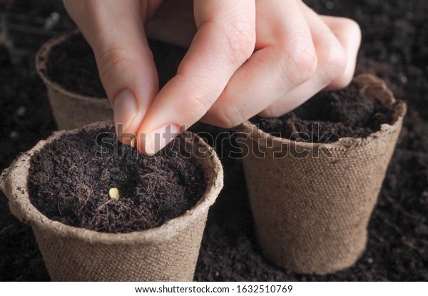 Planting seeds in the spring.The seeds in my hand\
against the soil. 