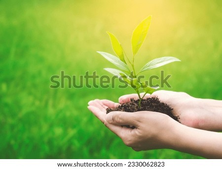 Planting the Seeds of Tomorrow: A Hand Grasping a Small Plant, Embodying the Power of Renewal and Care.