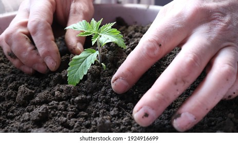 Planting A Small Cannabis Sprout In A Large Container With Nutrient Soil Close-up, Marijuana Seedlings In Focus In A Caring Environment Of Blurry Human Palms, Young Cannabis Plant In Male Hands Care